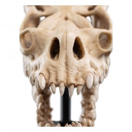 IL SIGNORE DEGLI ANELLI LORD OF THE RINGS SKULL OF A FELL BEAST REPLICA 21CM WETA IL SIGNORE DEGLI ANELLI LORD OF THE RINGS SKULL OF A FELL BEAST REPLICA 21CM WETA